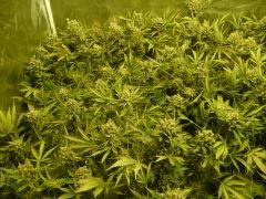 critical skunk#15 Mr Nice F+70