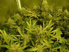 critical skunk#15 Mr Nice F+69