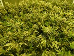 critical skunk#15 Mr Nice F+70