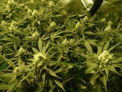 critical skunk#15 Mr Nice