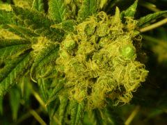 critical skunk#15 Mr Nice F+70