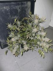 critical skunk#15 Mr Nice n°3