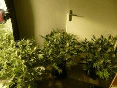 critical skunk#15 Mr Nice