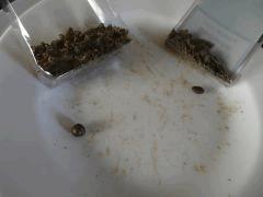 CS#15  Ice O dried crumble