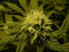 critical skunk#15 Mr Nice