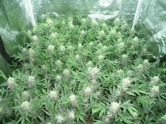 critical skunk#15 Mr Nice