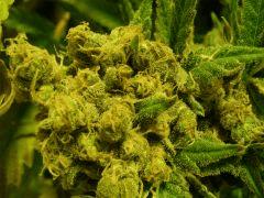 critical skunk#15 Mr Nice F+70