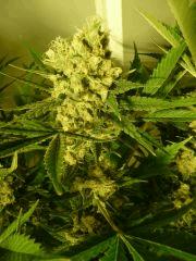 critical skunk#15 Mr Nice