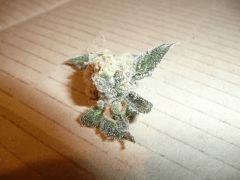 critical skunk#15 Mr Nice Cut day