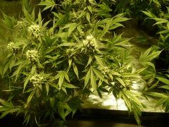 critical skunk#15 Mr Nice
