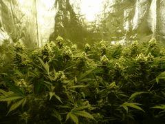 critical skunk#15 Mr Nice