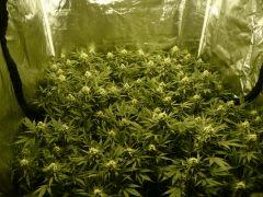 critical skunk#15 Mr Nice