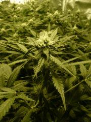 critical skunk#15 Mr Nice