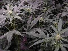 critical skunk#15 Mr Nice