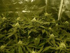 critical skunk#15 Mr Nice