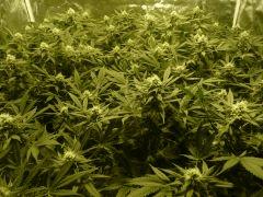critical skunk#15 Mr Nice