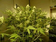 critical skunk#15 Mr Nice
