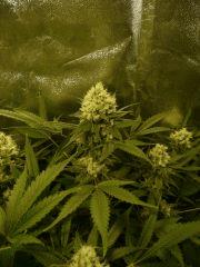 critical skunk#15 Mr Nice