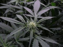 critical skunk#15 Mr Nice