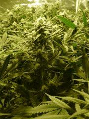 critical skunk#15 Mr Nice