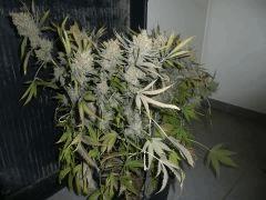 critical skunk#15 Mr Nice n°6