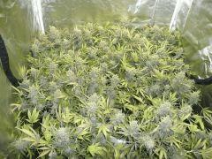 critical skunk#15 Mr Nice F+75