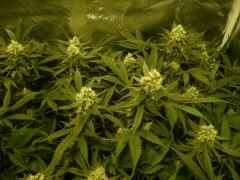 critical skunk#15 Mr Nice