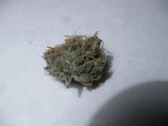 critical skunk#15 Mr Nice