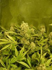 critical skunk#15 Mr Nice