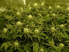 critical skunk#15 Mr Nice
