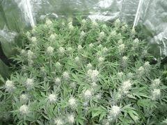 critical skunk#15 Mr Nice