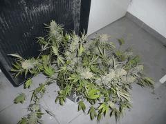 critical skunk#15 Mr Nice n°4