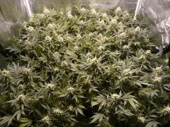 critical skunk#15 Mr Nice