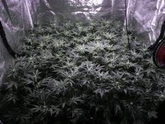 critical skunk#15 Mr Nice