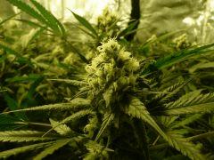critical skunk#15 Mr Nice