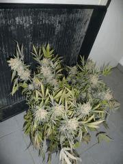 critical skunk#15 Mr Nice n°6