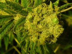 critical skunk#15 Mr Nice F+70