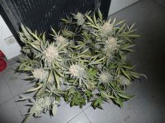 critical skunk#15 Mr Nice n°5