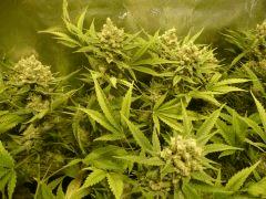 critical skunk#15 Mr Nice
