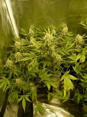 critical skunk#15 Mr Nice