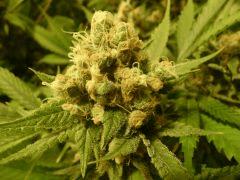 critical skunk#15 Mr Nice