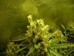 critical skunk#15 Mr Nice F+70