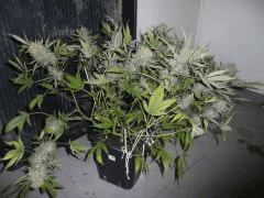 critical skunk#15 Mr Nice n°4