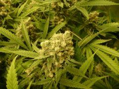 critical skunk#15 Mr Nice