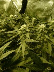 critical skunk#15 Mr Nice