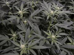 critical skunk#15 Mr Nice