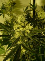 critical skunk#15 Mr Nice
