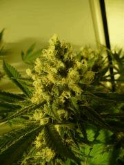 critical skunk#15 Mr Nice