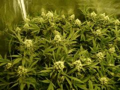 critical skunk#15 Mr Nice