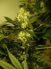 critical skunk#15 Mr Nice